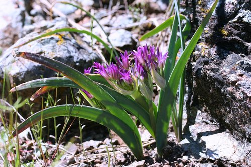 Allium falcifolium (Scytheleaf onion) — photo