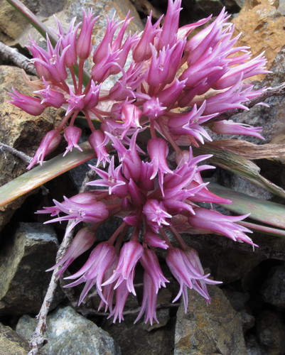Allium falcifolium
