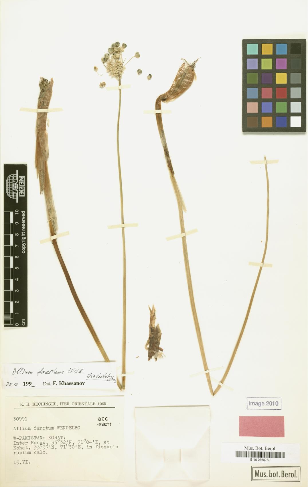 Allium farctum