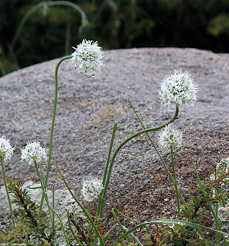 Allium fasciculatum (Nosyante) — photo