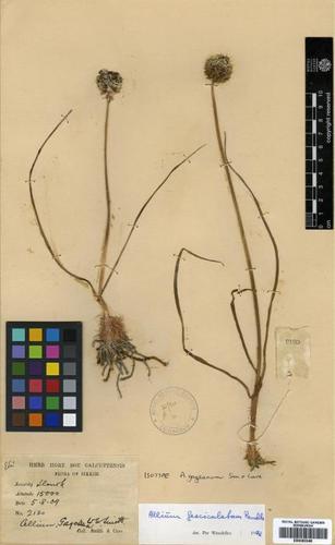 Allium fasciculatum