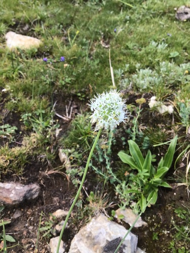 Allium fasciculatum (Nosyante) — photo