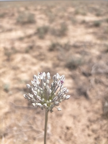 Allium filidens — photo