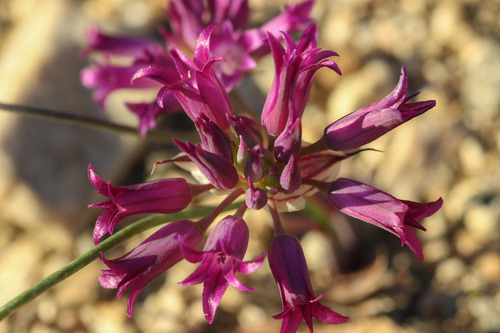 Allium fimbriatum (Mohave desert onion) — photo