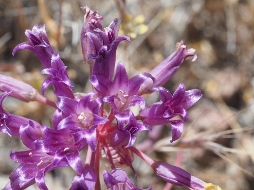 Allium fimbriatum (Mohave desert onion) — photo