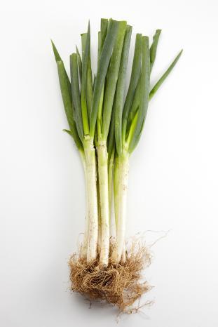 Allium fistulosum (Japanese bunching onion) — photo