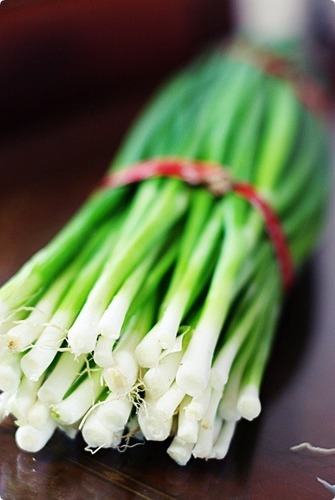 Allium fistulosum