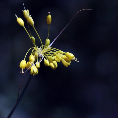 Allium flavum (Small yellow onion) — photo