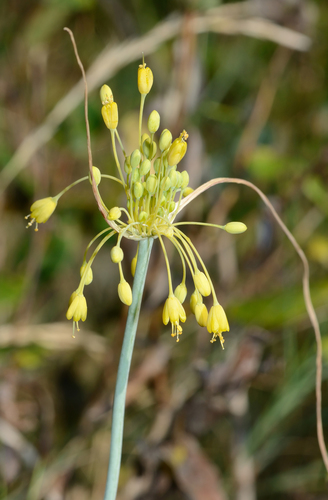Allium flavum (Small yellow onion) — photo