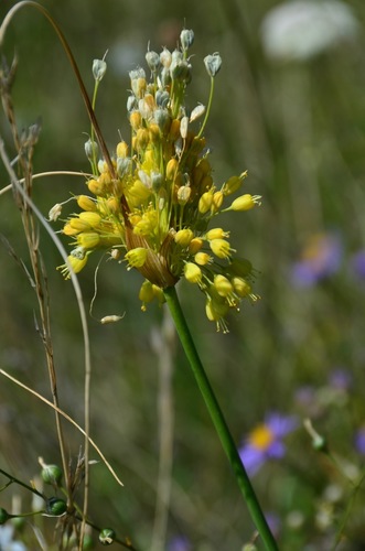 Allium flavum
