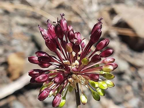 Allium fuscoviolaceum — photo