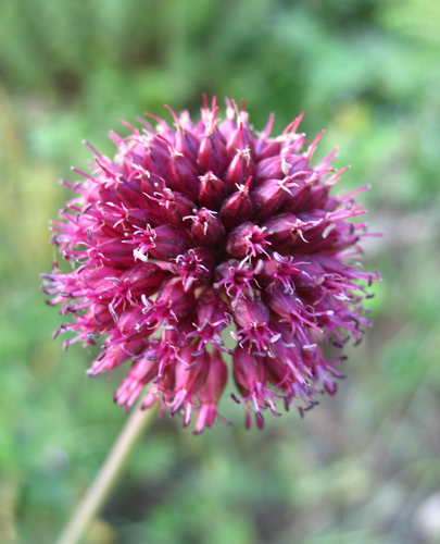 Allium fuscoviolaceum — photo