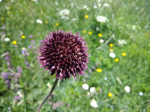 Allium fuscoviolaceum