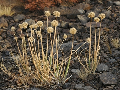 Allium galanthum (Shi ting cong) — photo