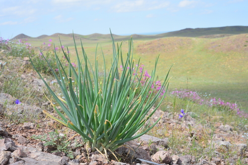 Allium galanthum (Shi ting cong) — photo