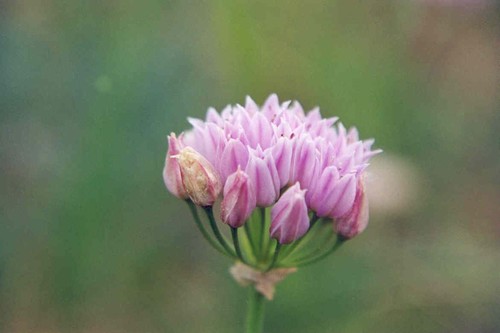 Allium geyeri (Geyer's onion) — photo