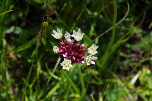 Allium geyeri (Geyer's onion) — photo