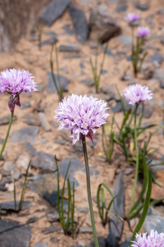 Allium geyeri