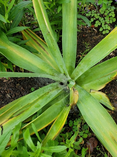 Allium giganteum (Giant onion) — photo