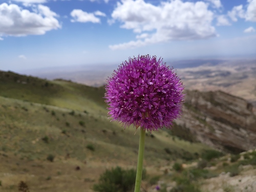 Allium giganteum (Giant onion) — photo