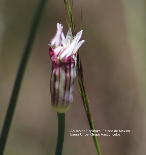 Allium glandulosum (Gland onion) — photo
