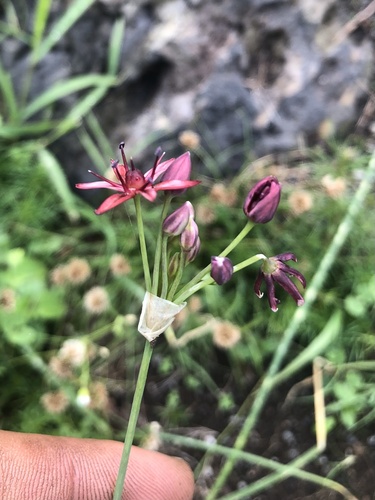 Allium glandulosum (Gland onion) — photo