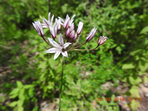 Allium glandulosum