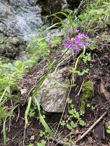 Allium gooddingii (Goodding onion) — photo