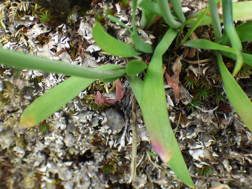Allium gooddingii (Goodding onion) — photo