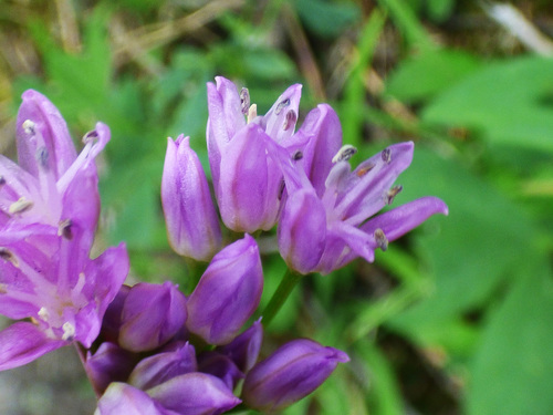 Allium gooddingii