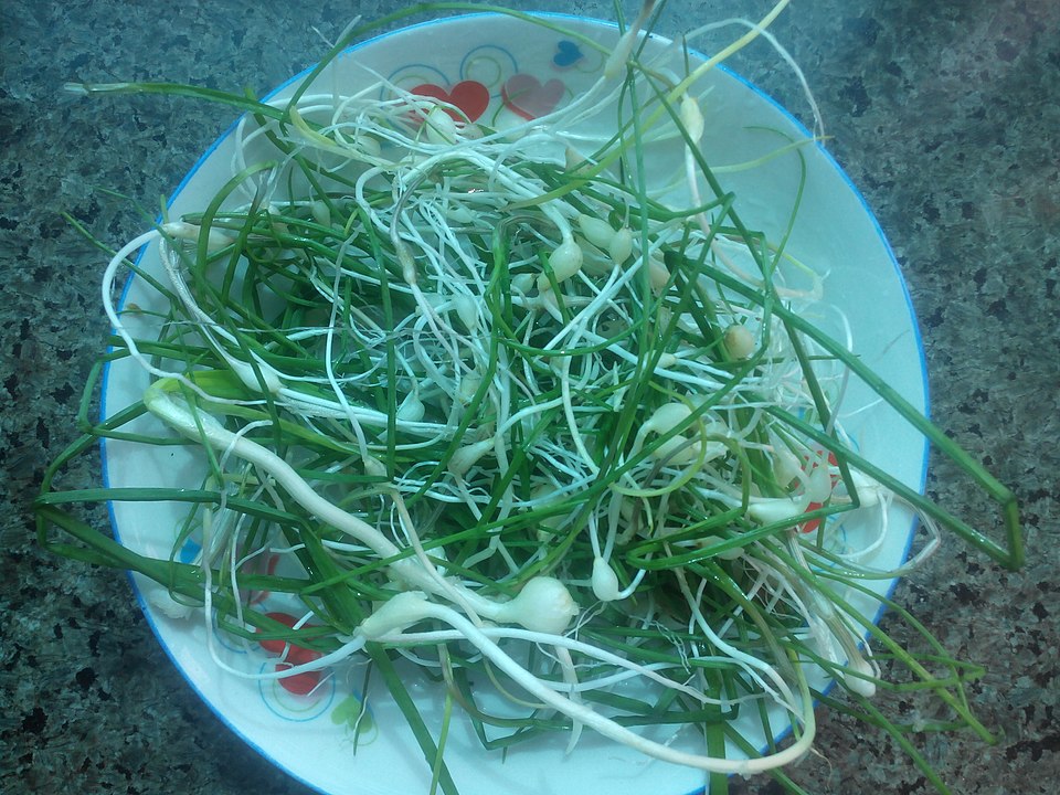 Allium grayi (Chinese garlic) — photo