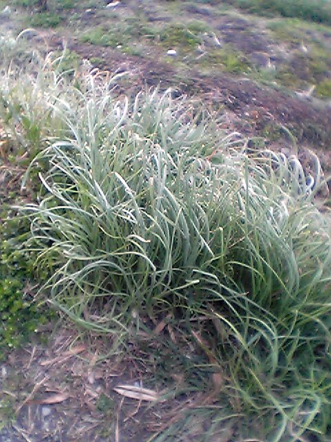 Allium grayi