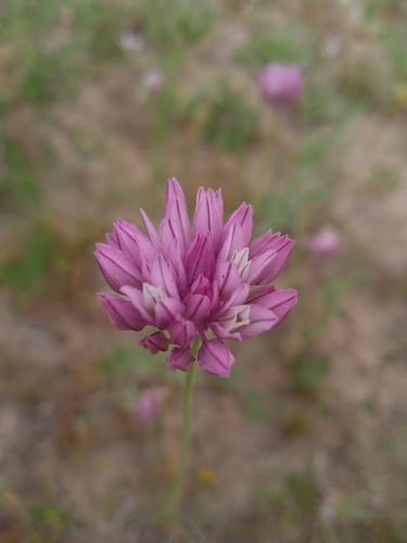 Allium griffithianum — photo
