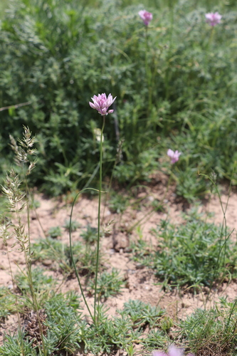 Allium griffithianum — photo