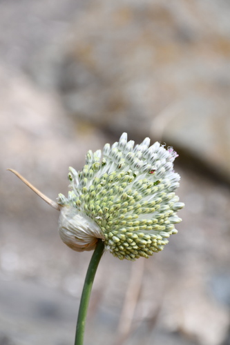 Allium guttatum (Spotted onion) — photo