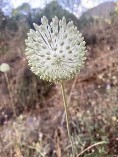 Allium guttatum (Spotted onion) — photo