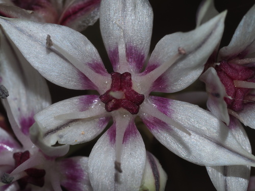 Allium haematochiton (Redskin onion) — photo