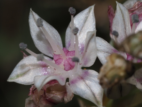 Allium haematochiton (Redskin onion) — photo