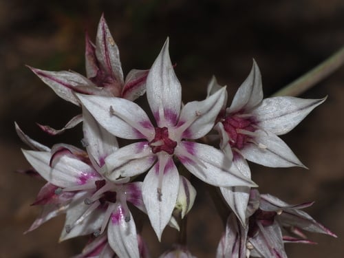 Allium haematochiton