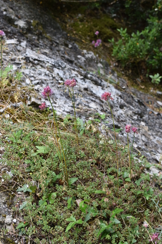 Allium heldreichii (Heldreich's onion) — photo