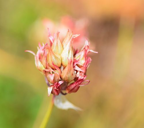 Allium heldreichii (Heldreich's onion) — photo