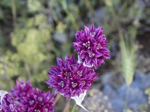 Allium heldreichii