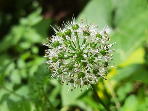 Allium hookeri (Broad-leaved leek) — photo