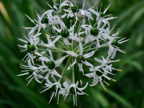Allium hookeri