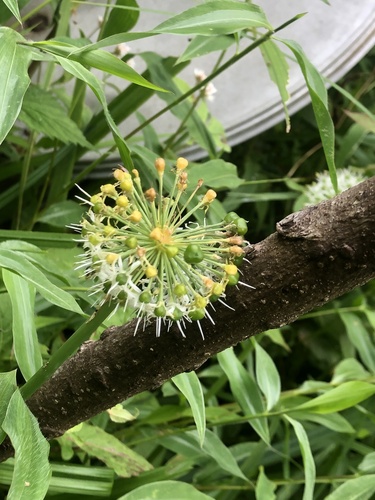 Allium hookeri (Broad-leaved leek) — photo