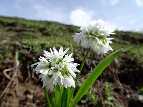 Allium humile (Small alpine onion) — photo