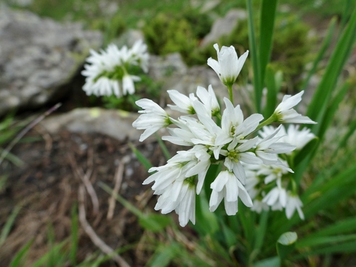 Allium humile (Small alpine onion) — photo