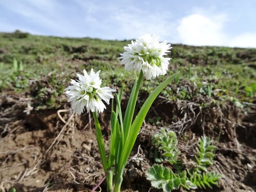 Allium humile