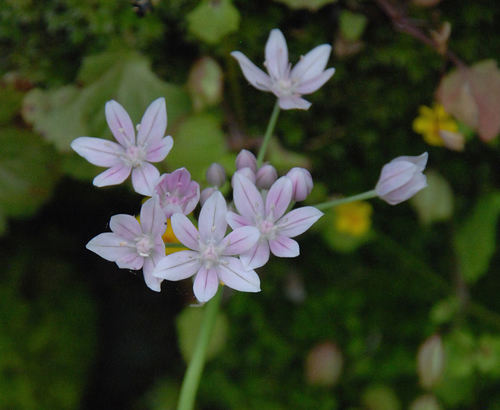 Allium hyalinum (Glassy onion) — photo
