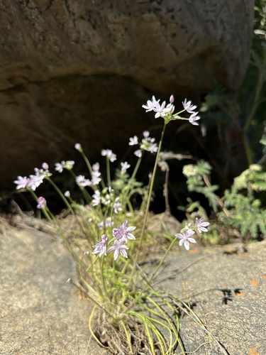 Allium hyalinum (Glassy onion) — photo